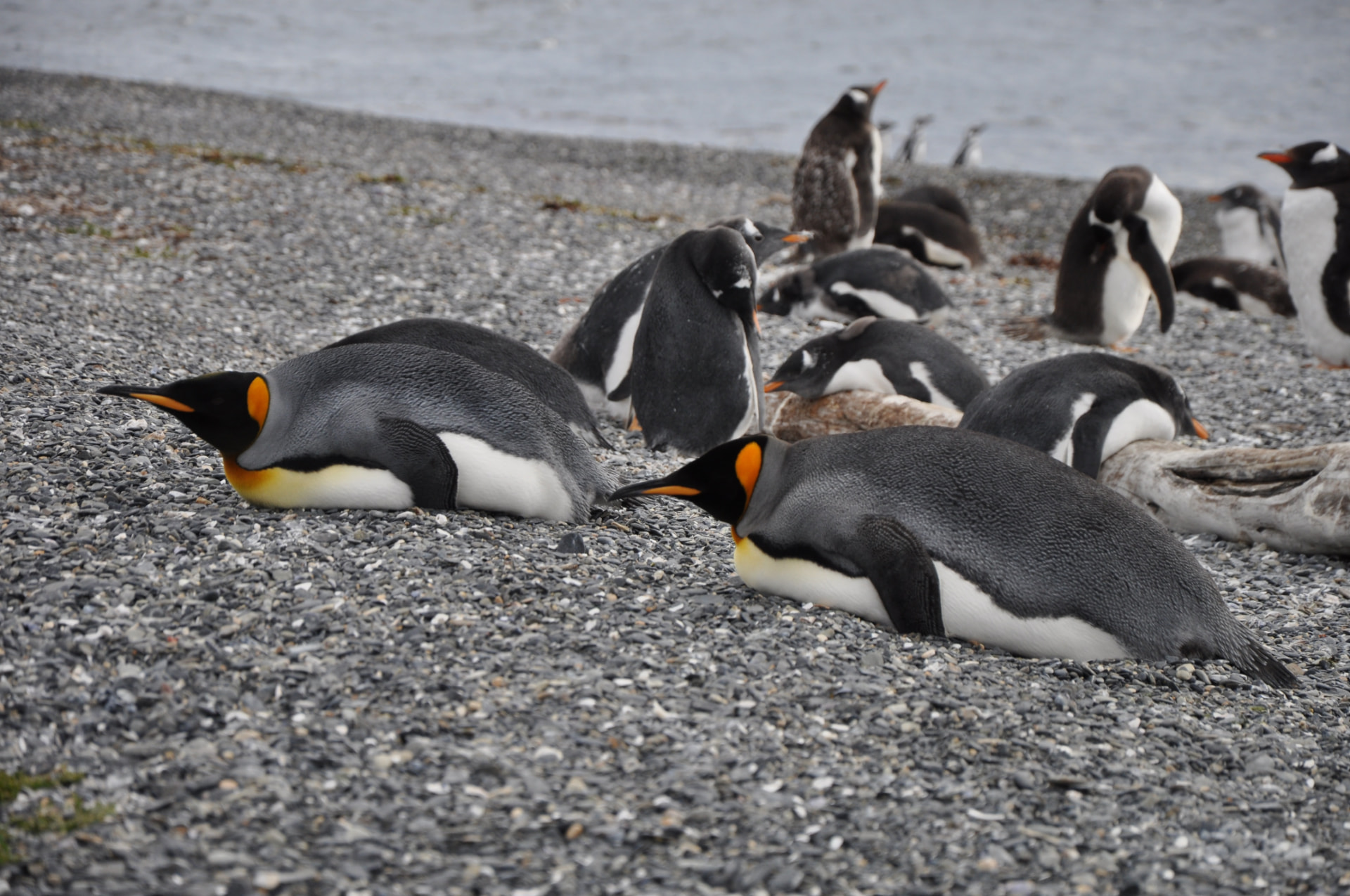 Pinguïns op het strand bij de Beagle Channel
